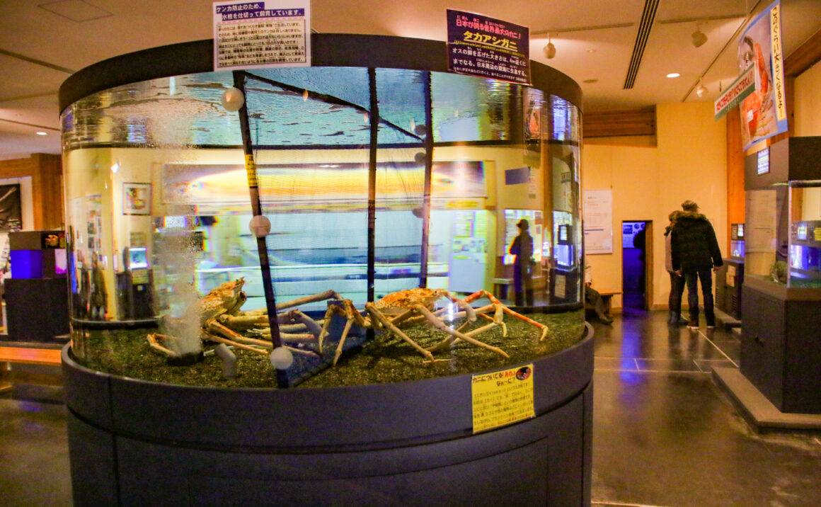 Popular with local children! Tottori Karo Crab Aquarium "Kanikkokan" is a small aquarium, focusing on crab.