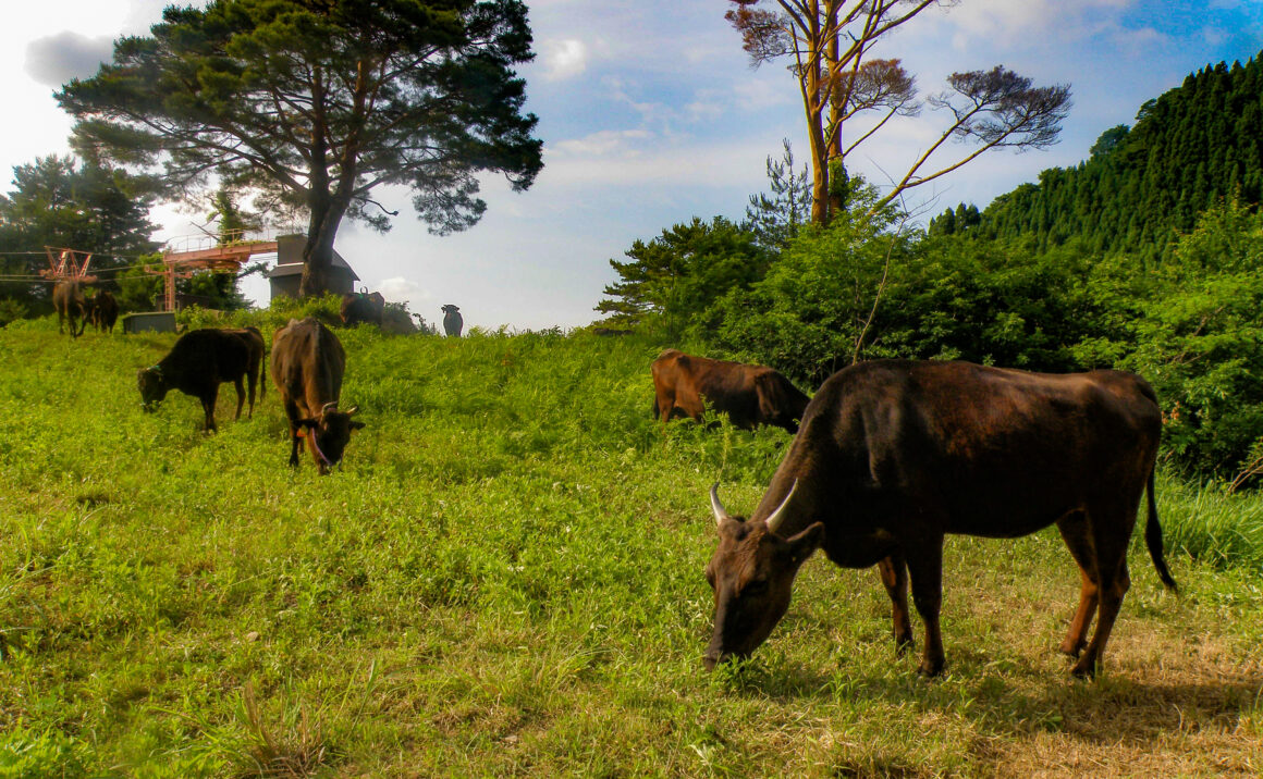 Ojiro's pride, has lived with the cattle, Ojiro village is the hometown of Japanese Wagyu cattle!