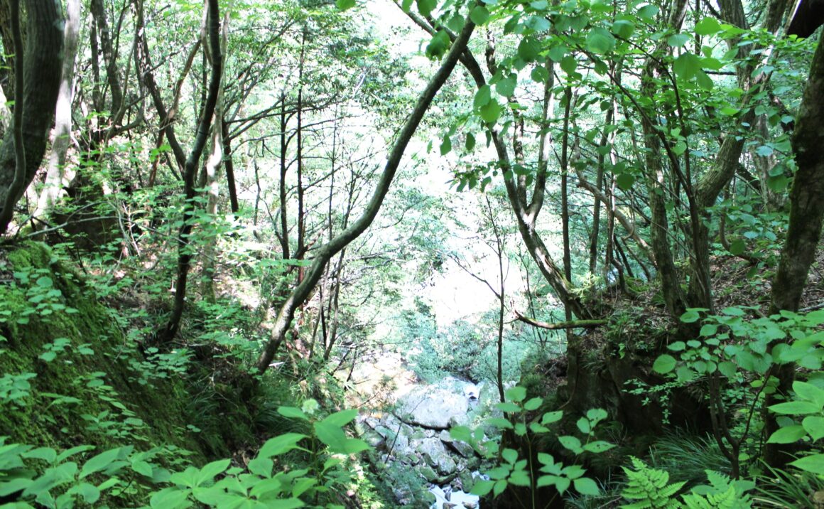 "Recharge your soul" at the forest - the origin of Tottori Sand Dunes